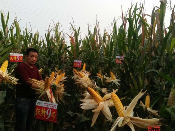 2014年應(yīng)縣田間觀(guān)摩會(huì)