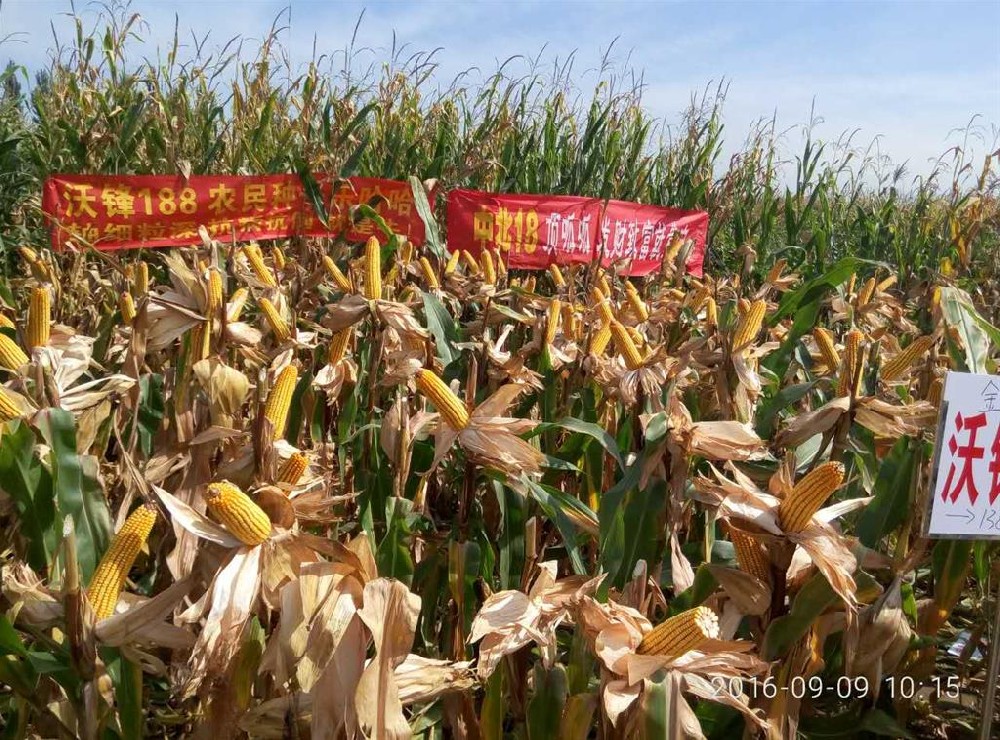 2011年屯留縣寶豐種業(yè)觀(guān)摩會(huì)